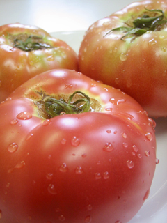 080726tomato2