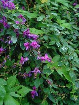 060912mitihana