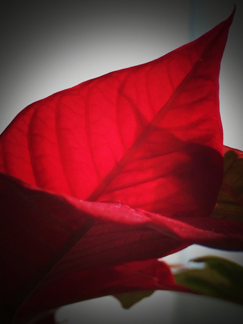 2015-12-24-13-14-43