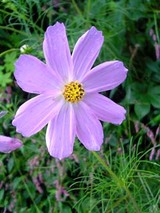 060919cosmos