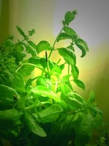 060925basil