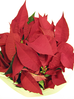 091129poinsetia