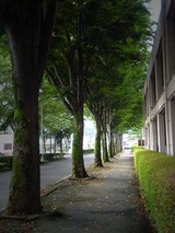 060916namiki