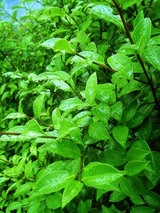 060621green