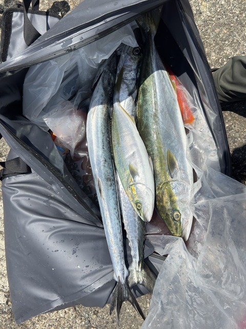 7/25(土) 5号船/午前便・仕立て SLJ釣り🎣 (6/6)