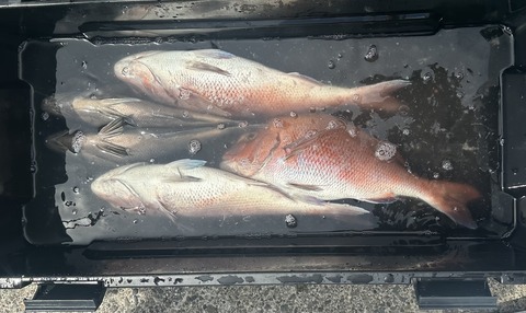 7/11(土) ３号船/午前便 ふかせ(ウキ)釣り🎣