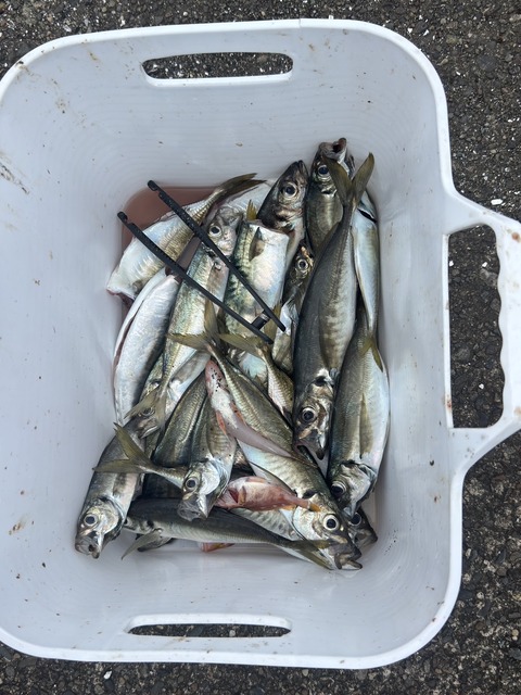 7/28(火) 5号船/仕立て･午前便 アジ釣り🎣 (2/6)