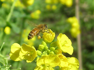 honey_bee-1
