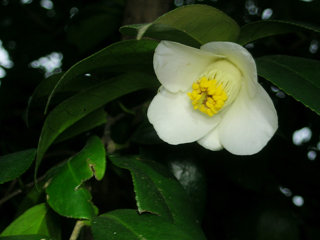 white_camellia