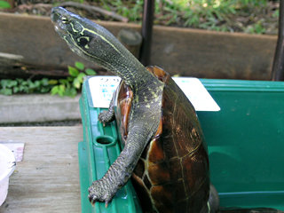 クサガメ