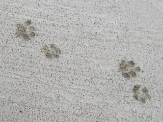 cat footmark3