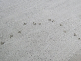 cat footmark2