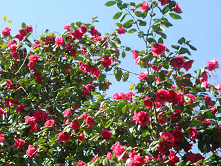 camellia