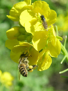 honey_bee-3