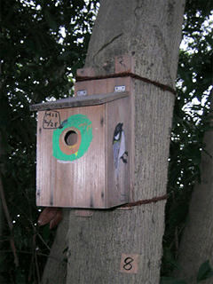 nest