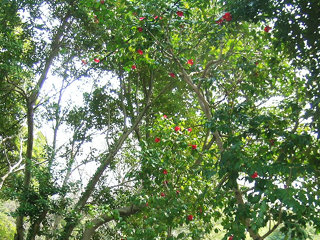 camellia