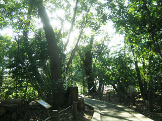 forest