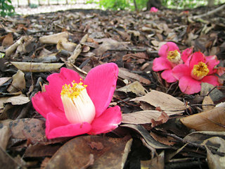 yabutsubaki-1