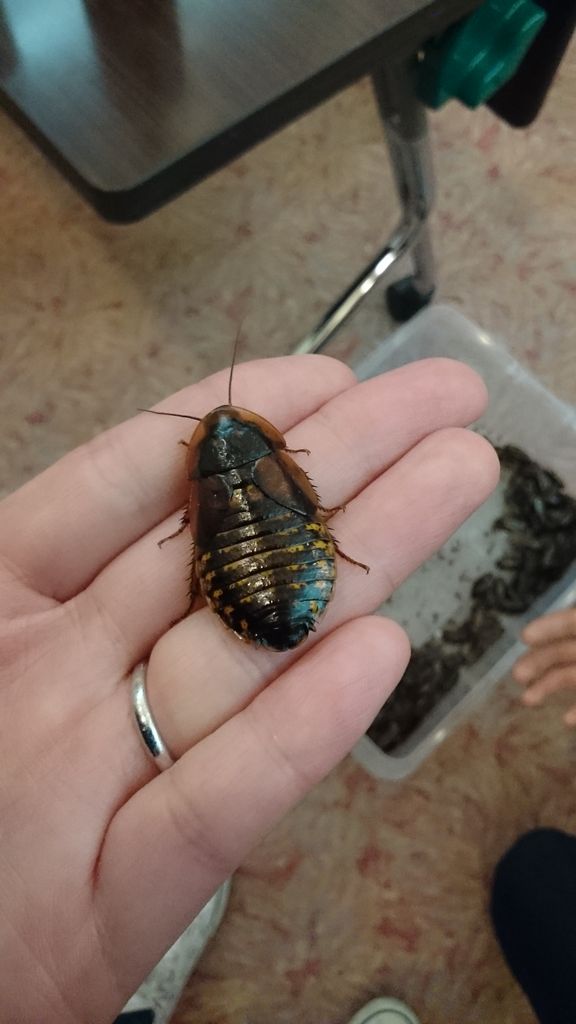 昆虫虫食べてきました 閲覧注意 Ikubeeの伊吹がなんか喋るブログ