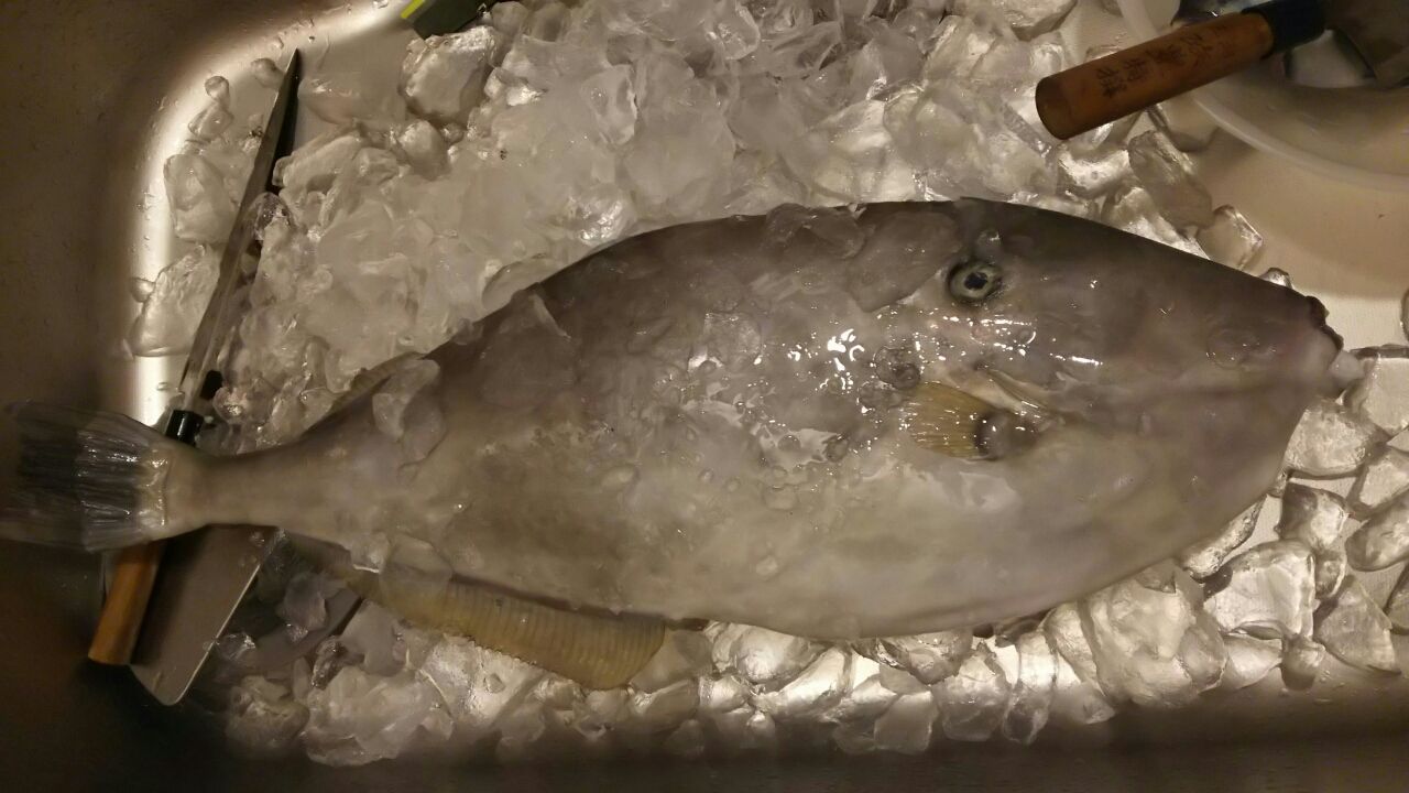 ウスバハギ わたしのたからもの ウスバハギ わたしのたからもの