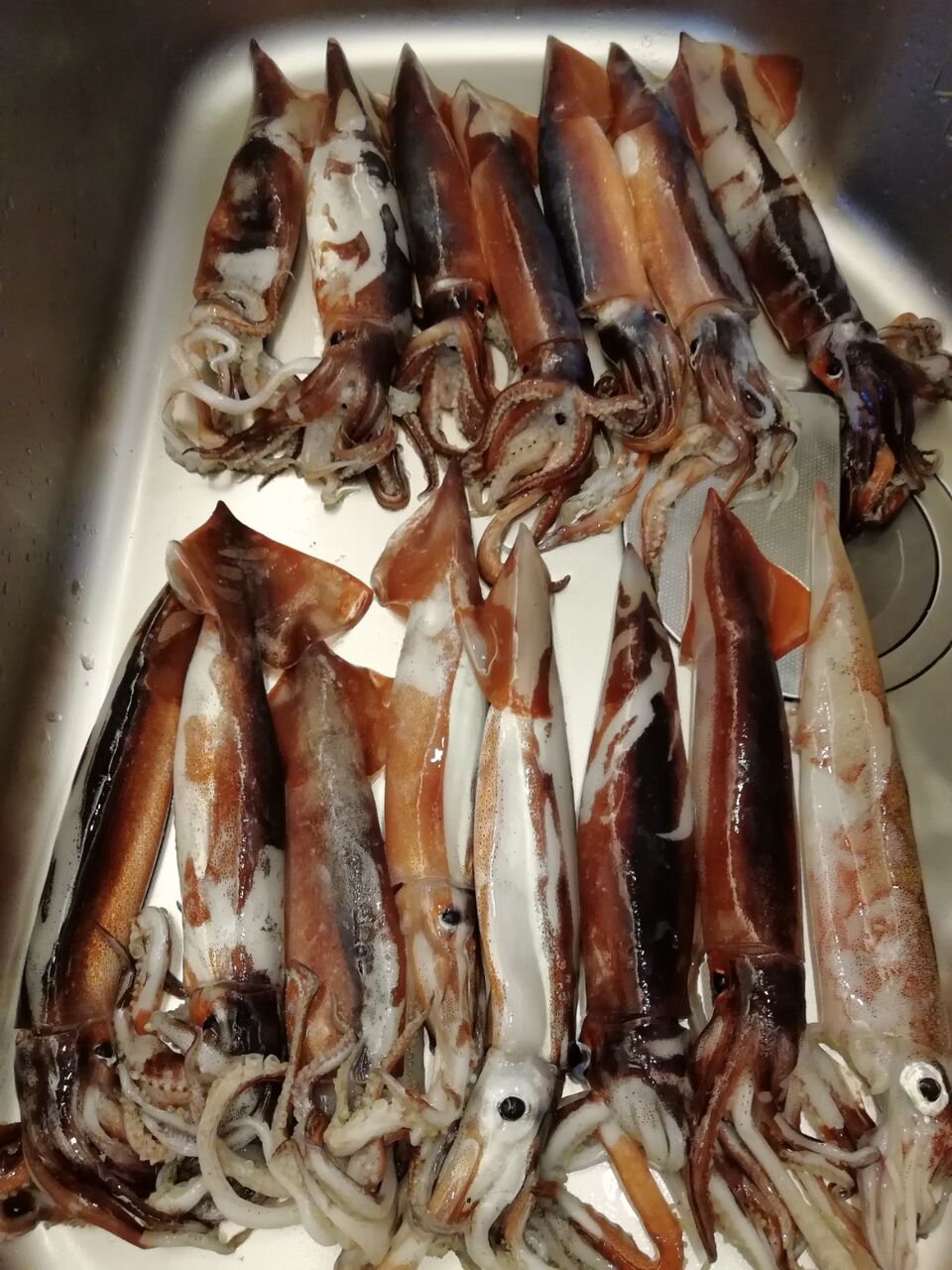 イカパーティー わたしのたからもの イカパーティー わたしのたからもの