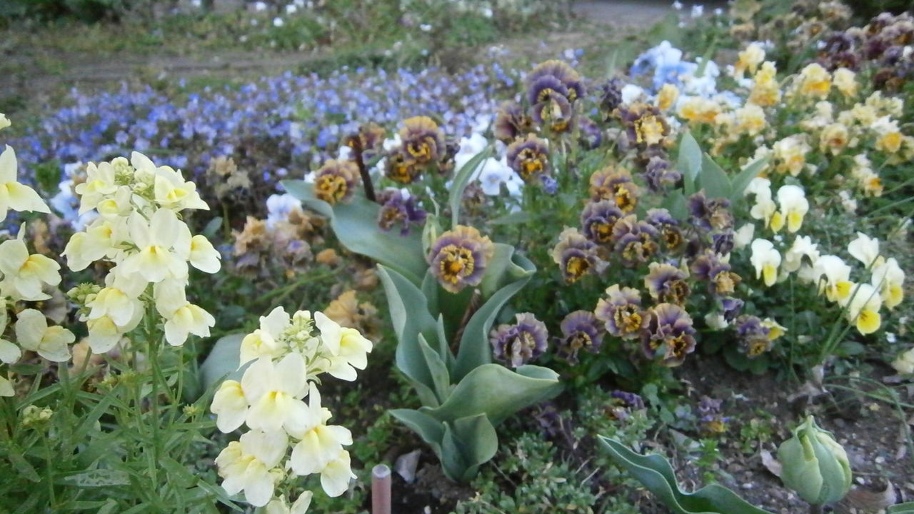 春のブルーガーデンへ ようこそ Ikukoの庭