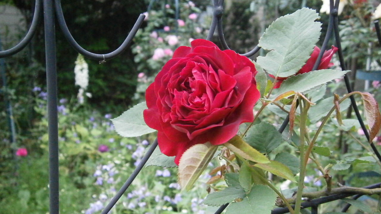 友達がバラを見に来ました 今年の庭のテーマ は 野の花とともに Ikukoの庭