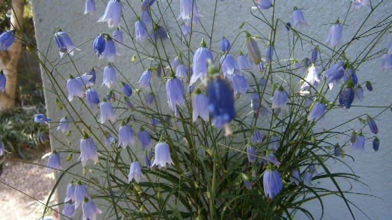 秋の青い花 そして またまた Ikukoの庭