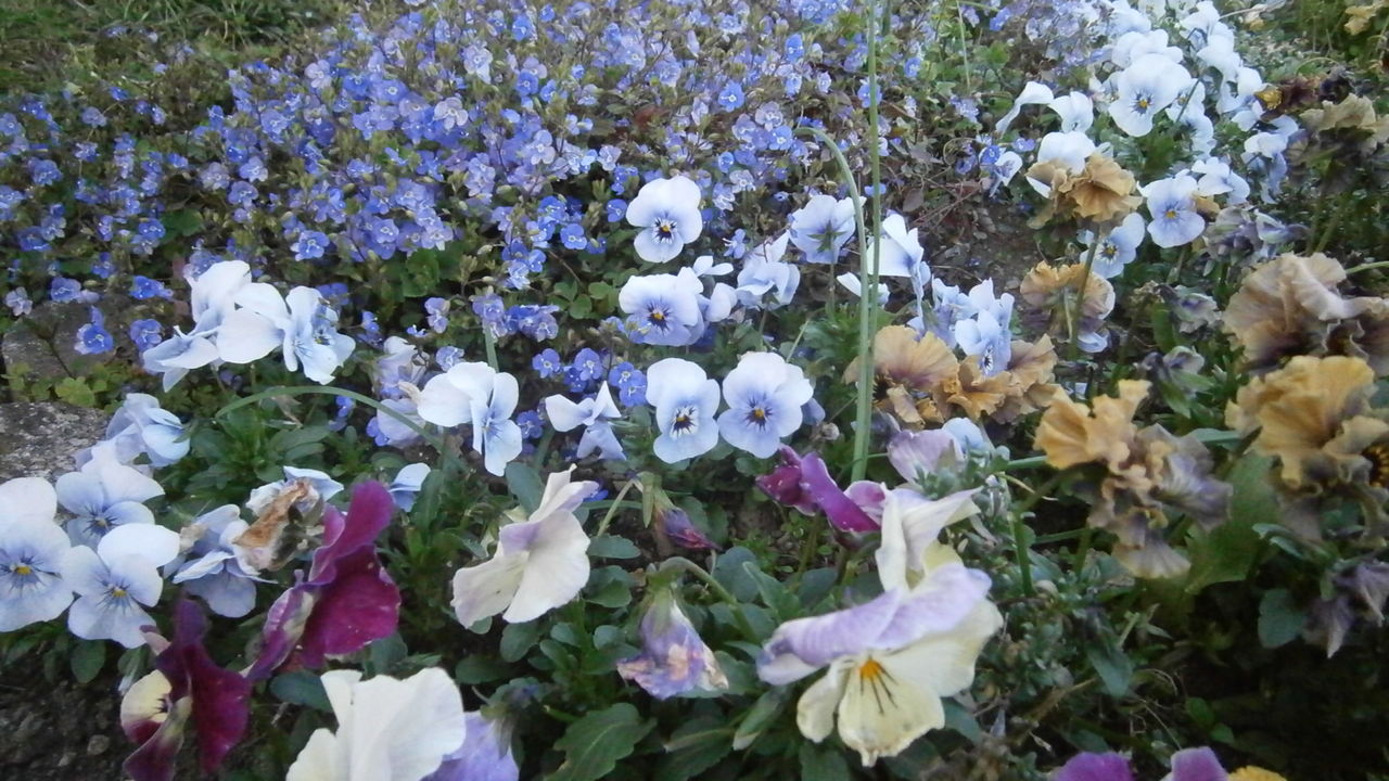 春のブルーガーデンへ ようこそ Ikukoの庭