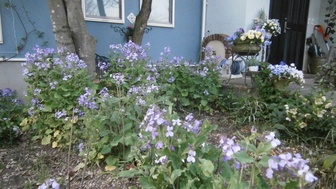 春のブルーガーデンへ ようこそ Ikukoの庭