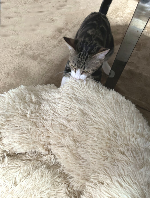 62_tadasikutukatte_img