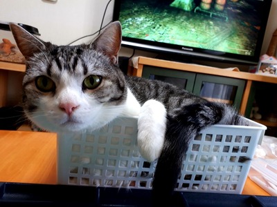 Ž×ŽÑ¤Ë¤ã¤ó