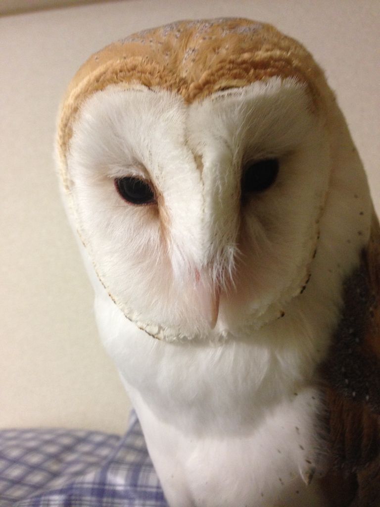 変顔特集 メンフクロウ 殿 てん 殿 てん 殿 てん