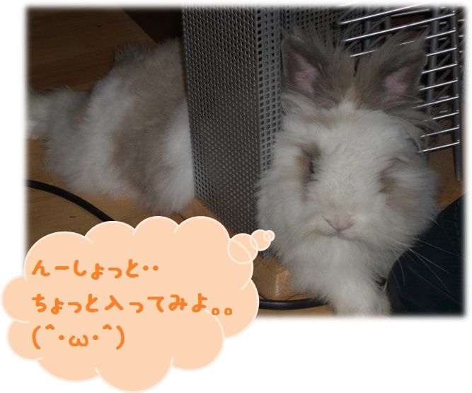うさぎのいくら W 写真日記 うさぎのいくら うさぎのいくら W 写真日記 うさぎのいくら