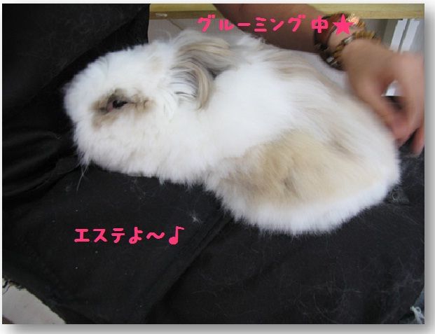 うさぎのいくら W 写真日記 うさぎのいくら うさぎのいくら W 写真日記 うさぎのいくら