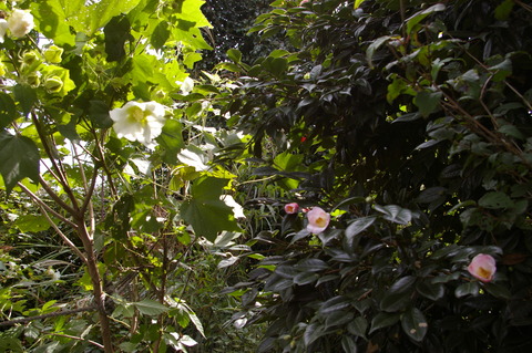 IMGP3120