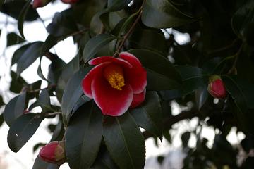 イメージ 6