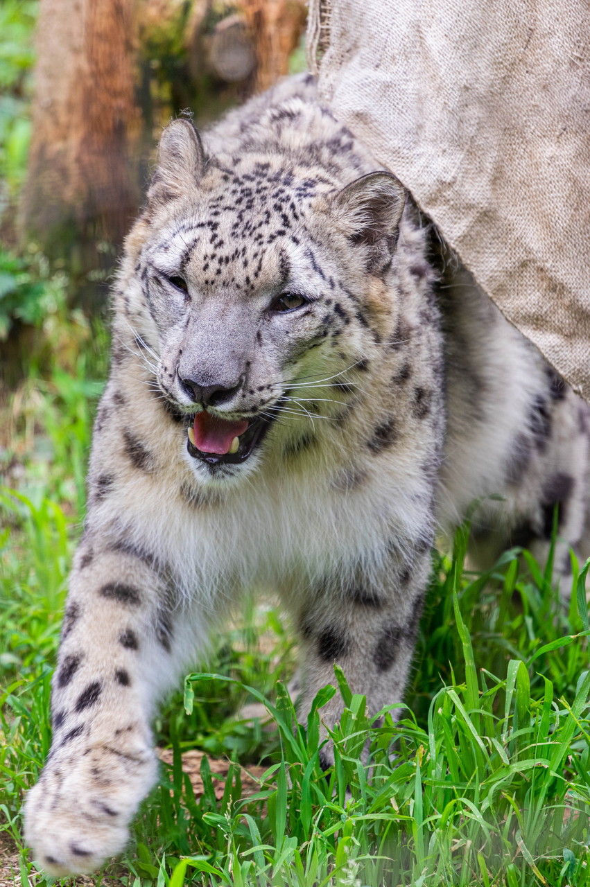 夏の多摩動物公園 雪豹訪ねて三千里 夏の多摩動物公園 雪豹訪ねて三千里