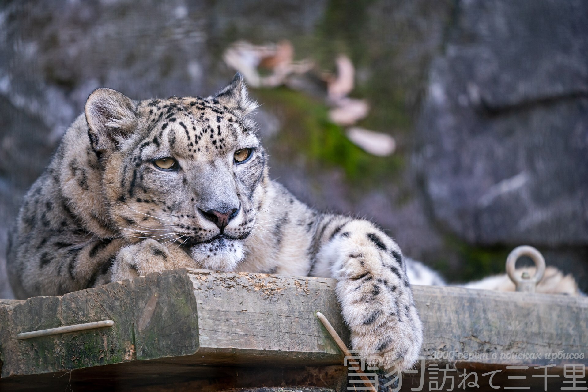 カメラを通して見るユキヒョウ 雪豹訪ねて三千里