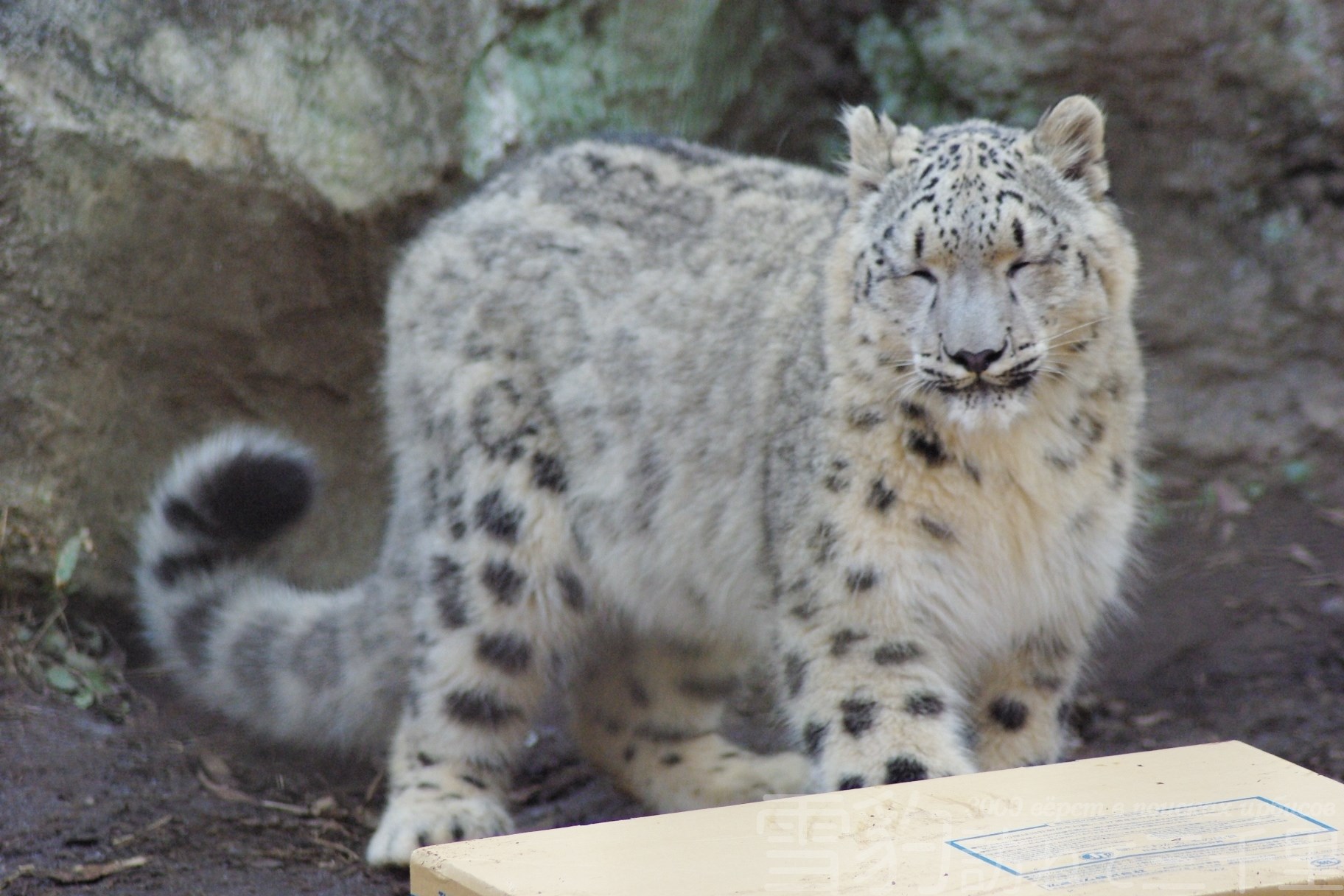カメラを通して見るユキヒョウ 雪豹訪ねて三千里