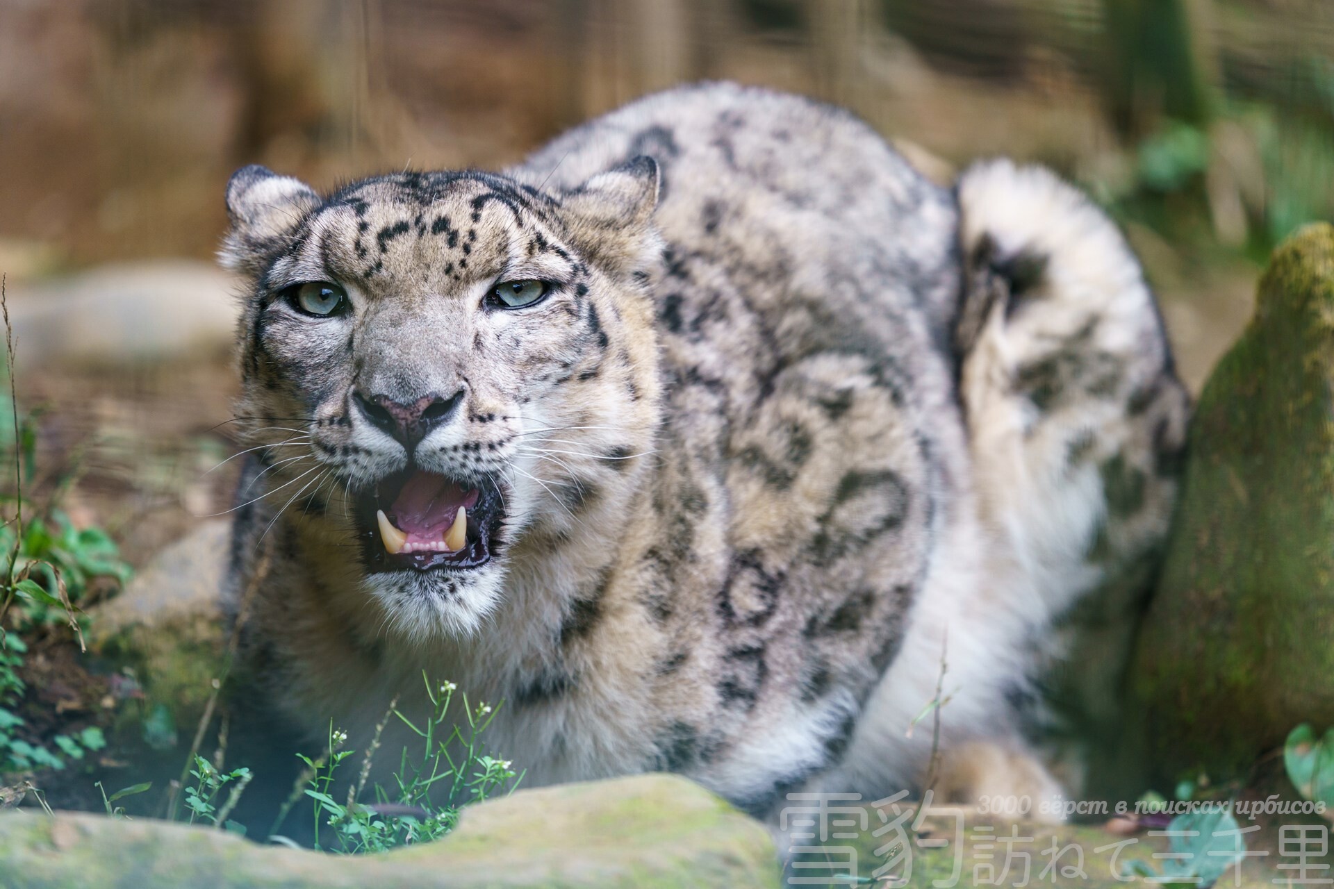 カメラを通して見るユキヒョウ 雪豹訪ねて三千里
