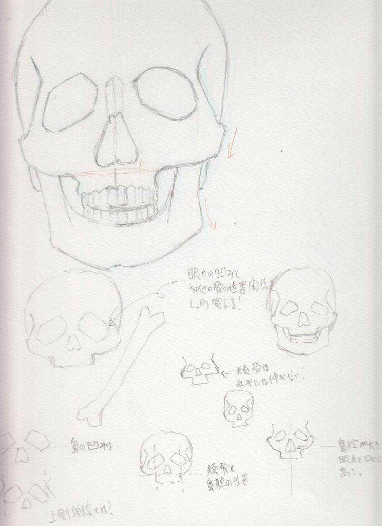 頭蓋骨を覚える 色弱でもイラストは描けるのか