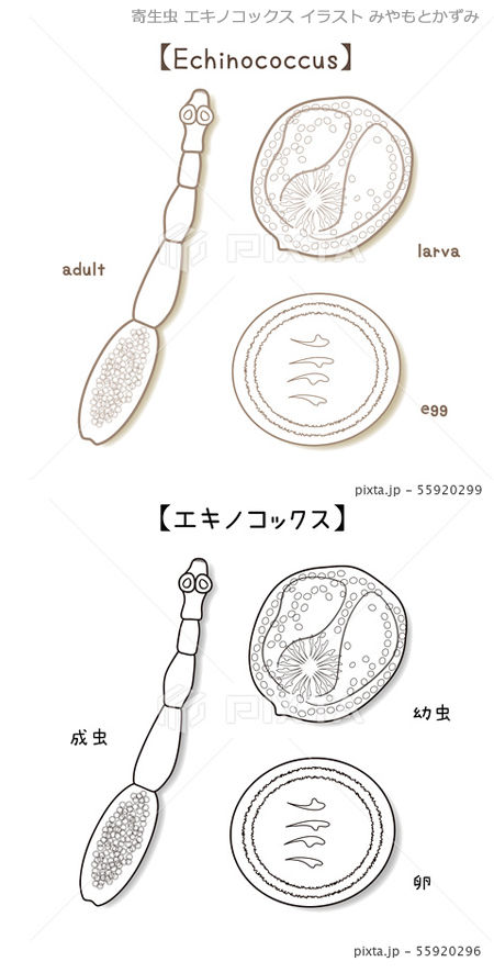 寄生虫 エキノコックスのイラストです イラストレーターみやもとかずみのイラスト素材 ๑ ๑ 寄生虫 エキノコックスのイラストです イラストレーターみやもとかずみのイラスト素材 ๑ ๑