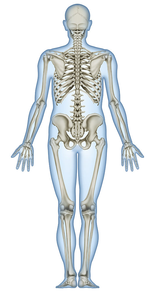 骨と筋肉 人体リアルイラスト