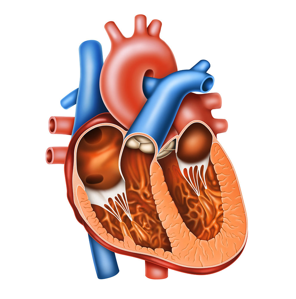 心臓と血管 人体リアルイラスト