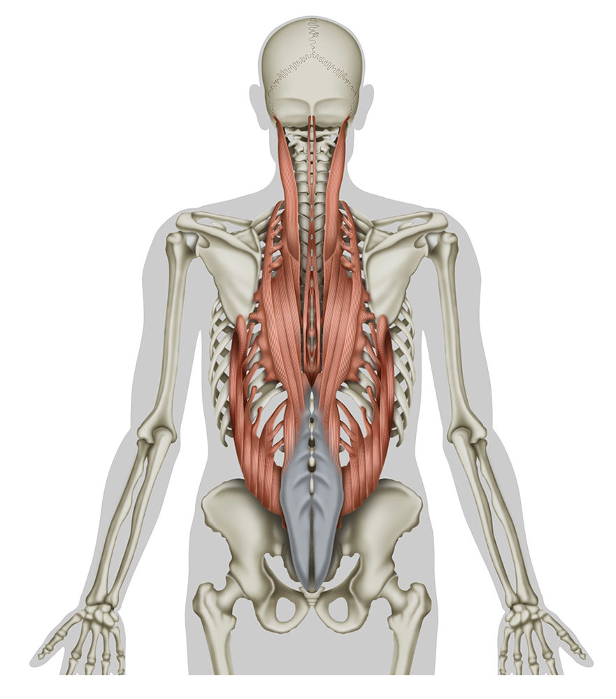 骨と筋肉 人体リアルイラスト