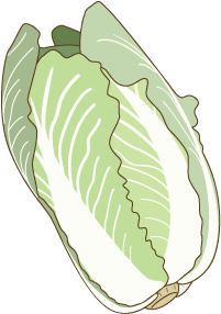 白菜のイラスト・絵カード素材｜冬の野菜のイラスト