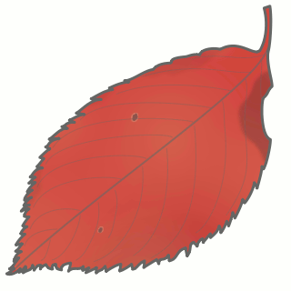さくらの葉・紅葉のイラスト・絵カード素材｜秋のイラスト