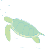 カメのイラスト・絵カード