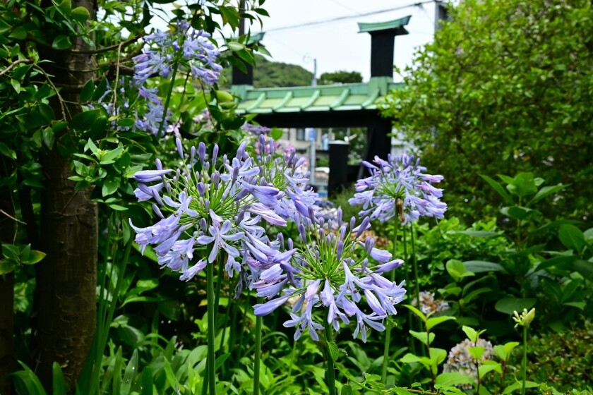 m*a様 村上玄輝　香炉 蓋付き　紫陽花 m*a様 村上玄輝 香炉 蓋付き 紫陽花 m*a様 村上